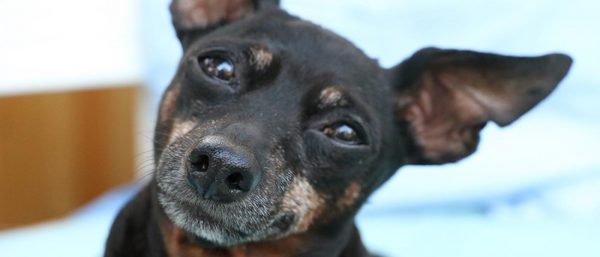 Senior Pet