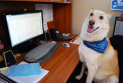 Take your dog to work day 2016