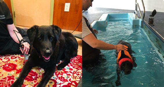 senior dog swim therapy