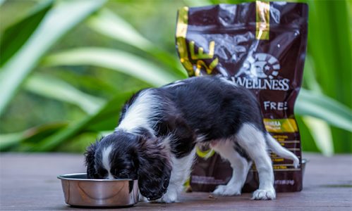 puppy eating Wellness CORE Puppy Food