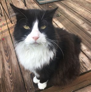 cat outside on porch