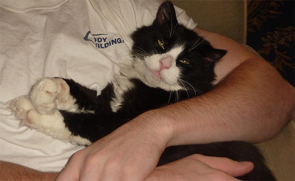 cat snuggling with person
