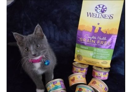 Gray kitten with wet and dry kitten food