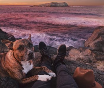 dog at beach