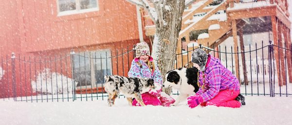 Winter Safety for Pets