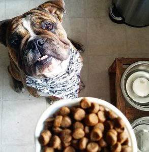 dog eating Wellness CORE dog food
