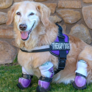 chi chi hero dog