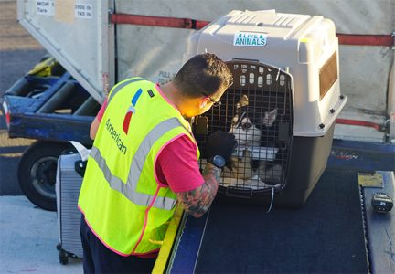 dog travel in airplane